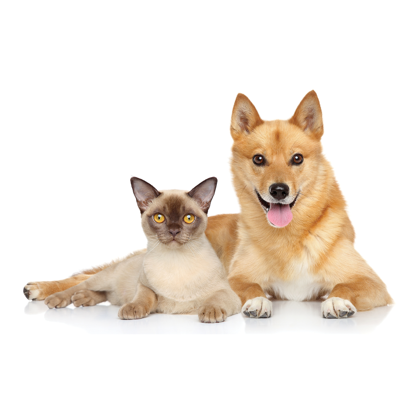 UBAVET Ubacalm Calming and Stress Relief Soft Dog Chews