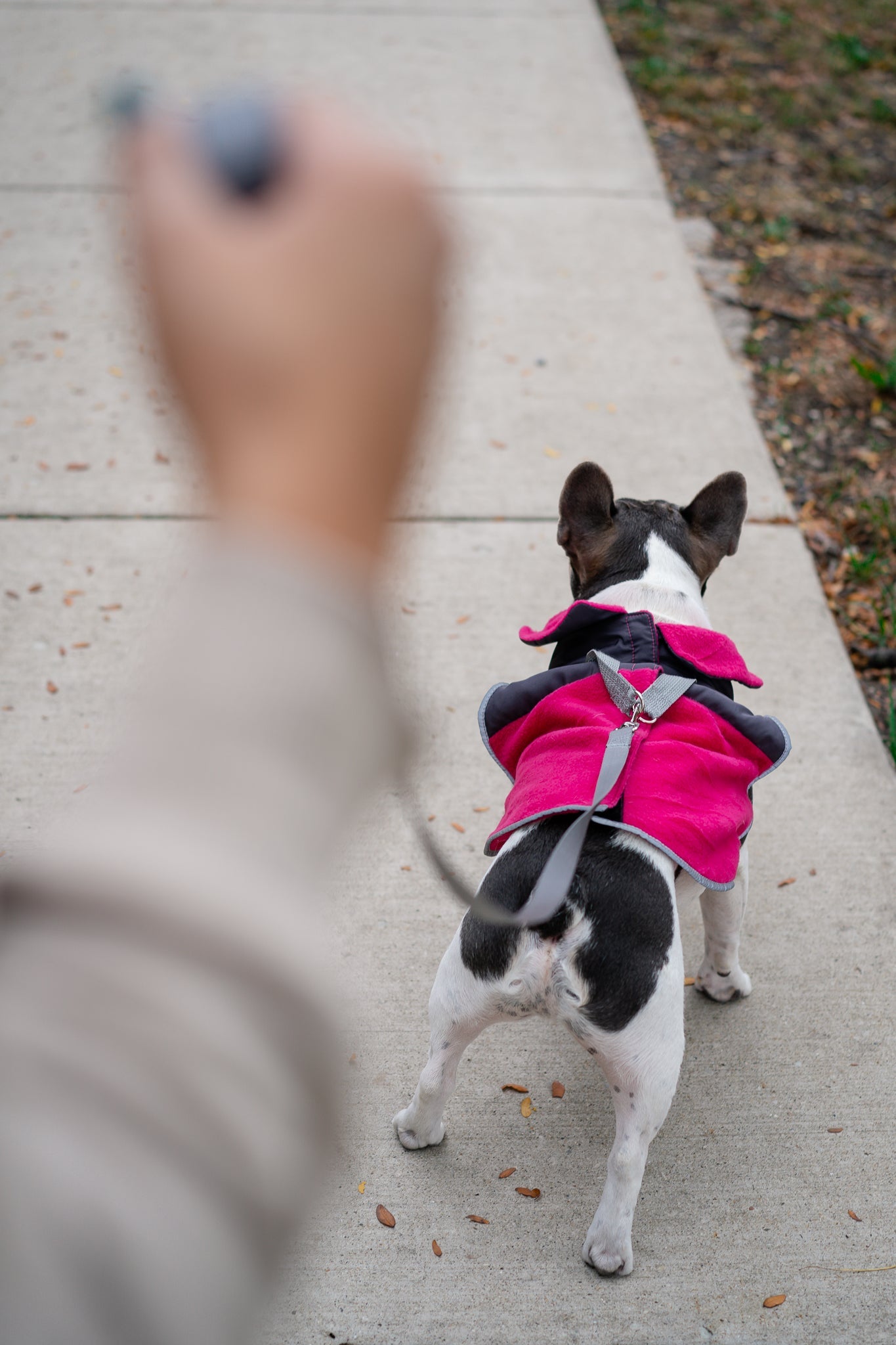 2-in-1 Thermal Dog Fleece Jacket with Removable Harness – Fuchsia