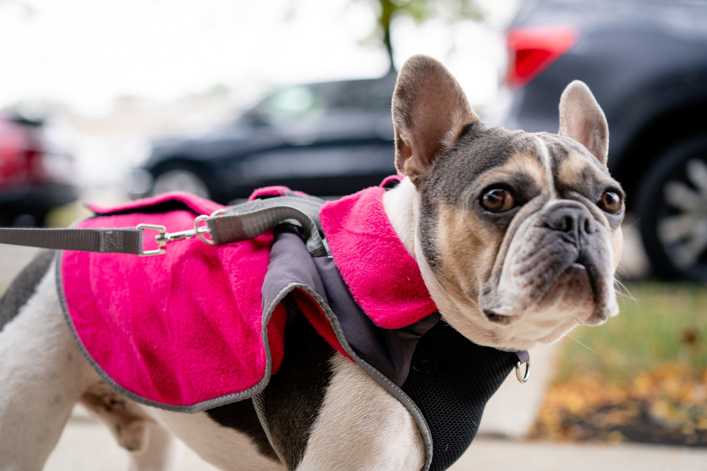 2-in-1 Thermal Dog Fleece Jacket with Removable Harness – Fuchsia