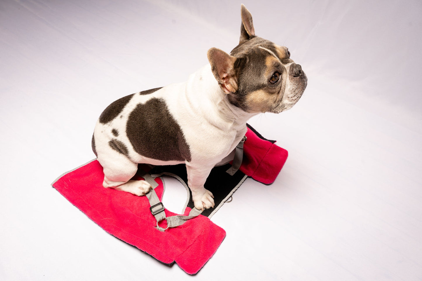2-in-1 Thermal Dog Fleece Jacket with Removable Harness – Fuchsia