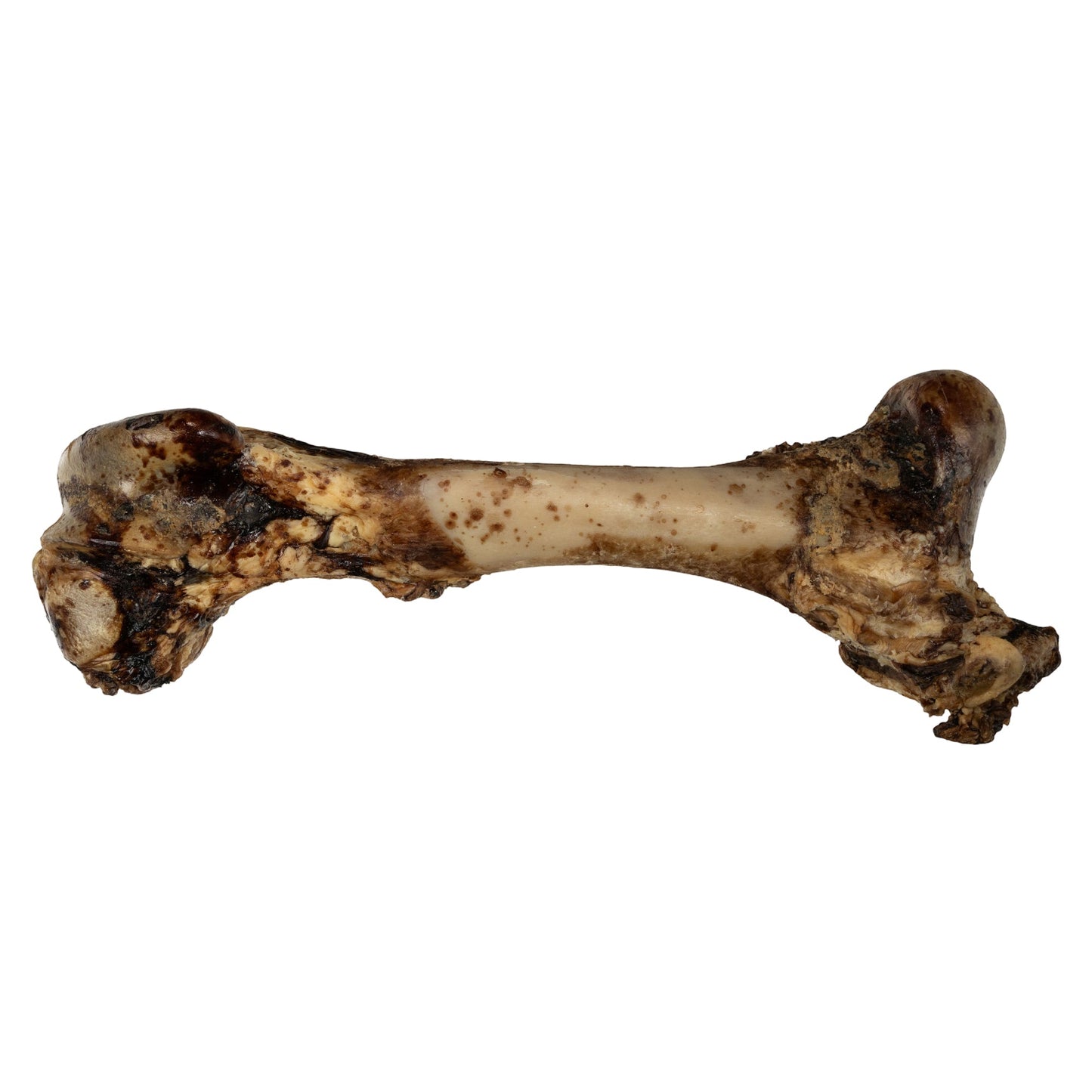 Whole Femur Bone Dog Treat – All-Natural Roasted Chew for Power Chewers (15”–17”)