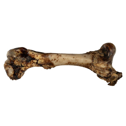Whole Femur Bone Dog Treat – All-Natural Roasted Chew for Power Chewers (15”–17”)