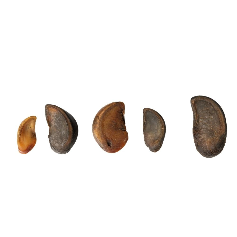 Natural cow hoof dog chew long lasting single ingredient dog treat