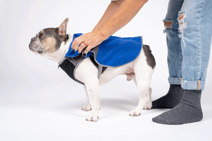 royal blue thermal dog fleece jacket with integrated harness