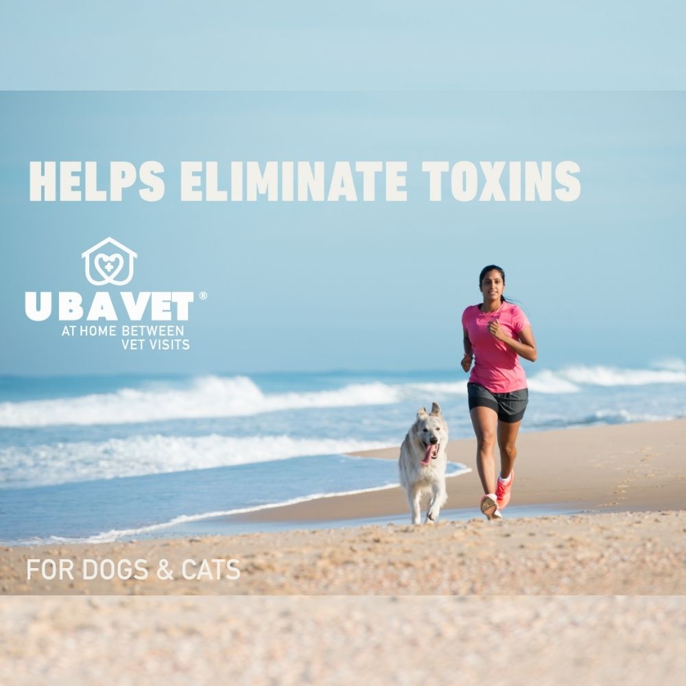 Liquid milk thistle supplement for dog and cat liver support