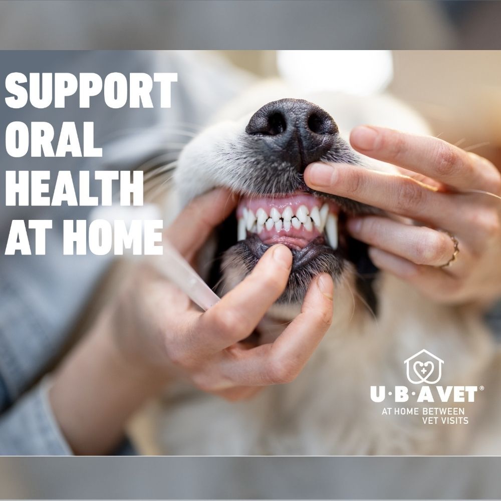 vanilla flavored dual enzyme toothpaste for dogs and cats