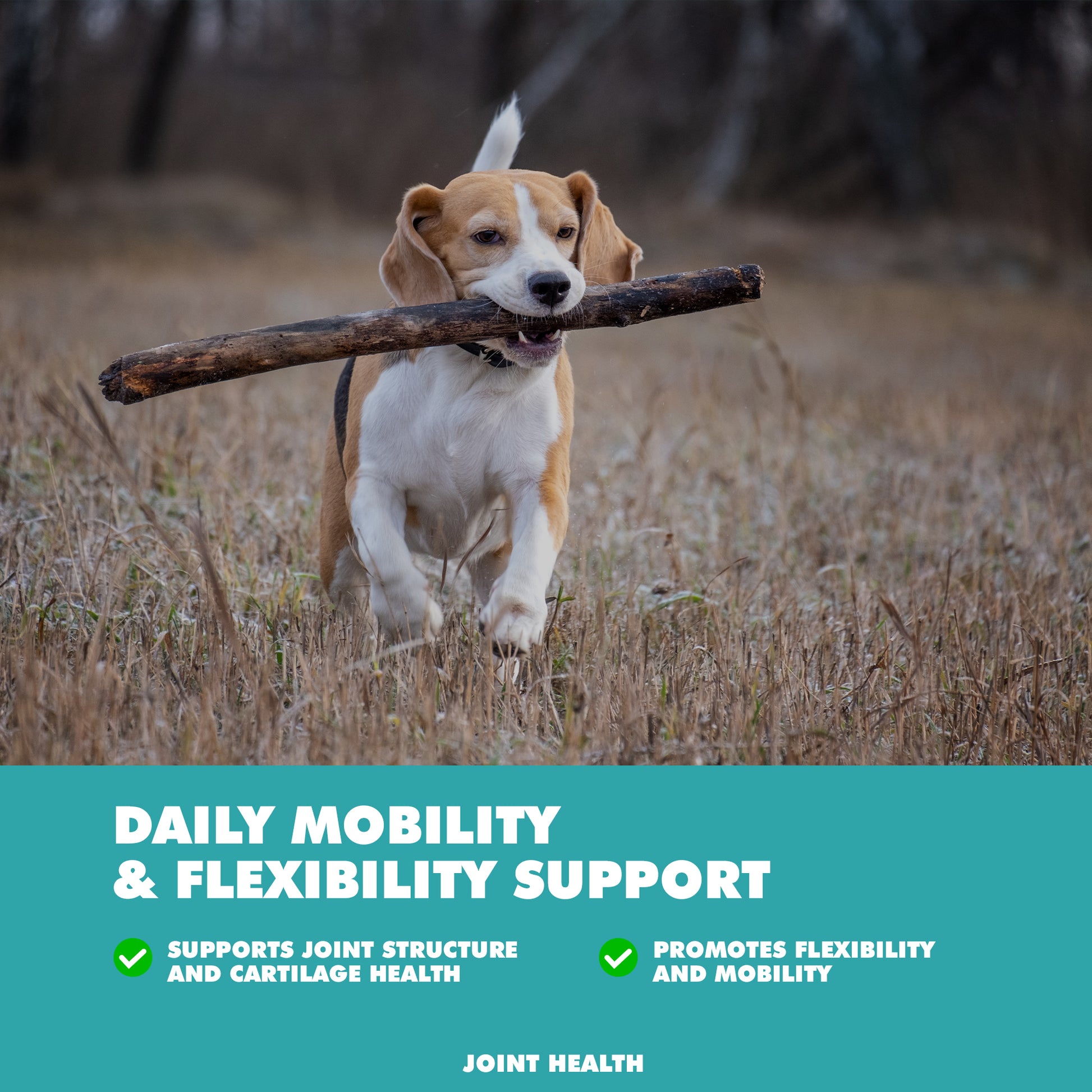 joint support powder for dogs and cats 8.8 oz supplement