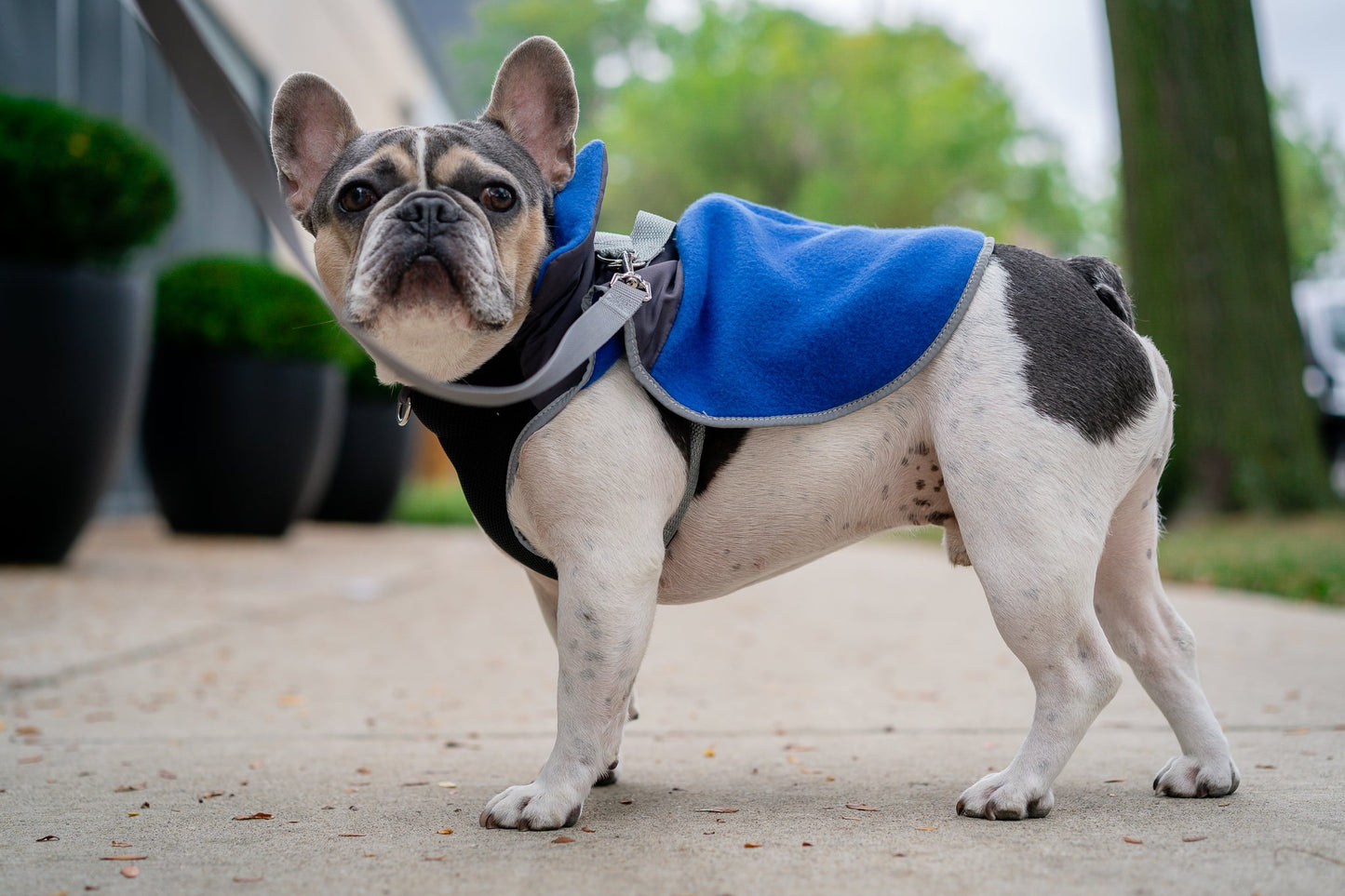 2-in-1 Thermal Dog Fleece Jacket with Removable Harness, Reflective Safety Piping – Royal Blue